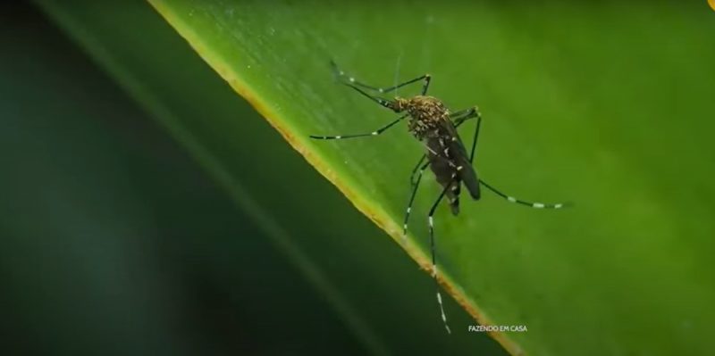 Como espantar baratas, moscas e mosquitos: truques caseiros