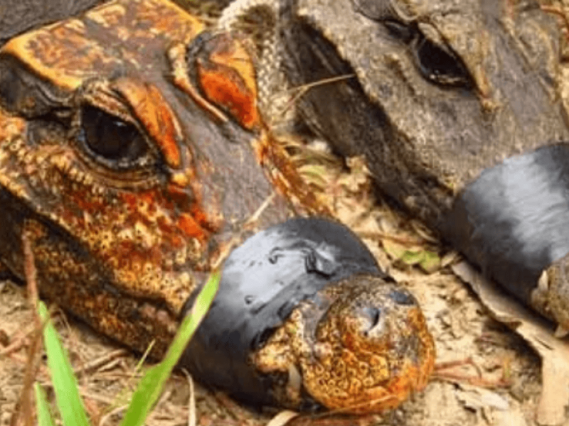 Dois crocodilos anões amarelos das cavernas