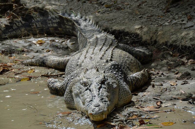 Cidade com mais crocodilos no mundo