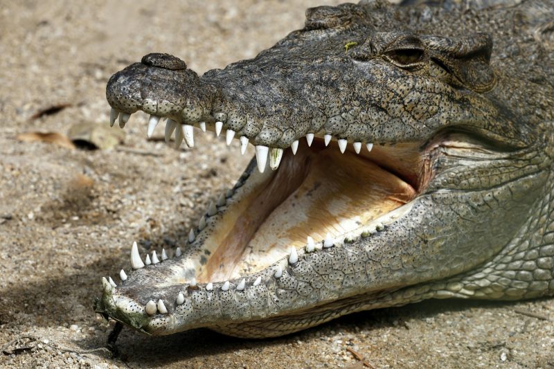 Cidade com mais crocodilos no mundo