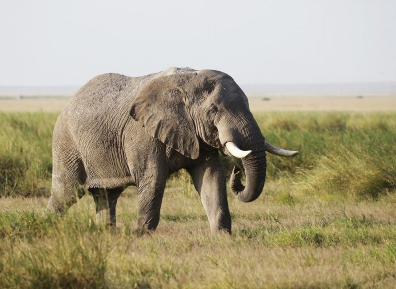 Elefante caminhando sozinho em uma campo verde