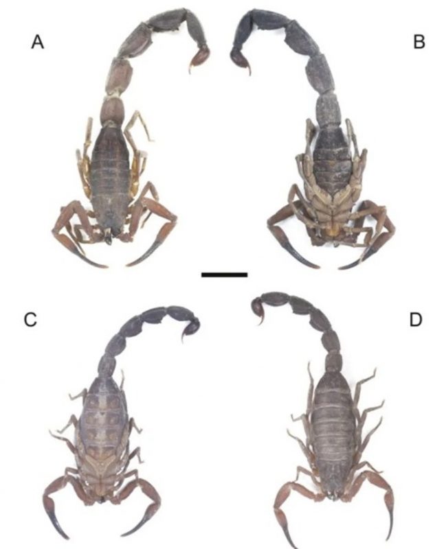 Imagem da nova espécie de escorpião