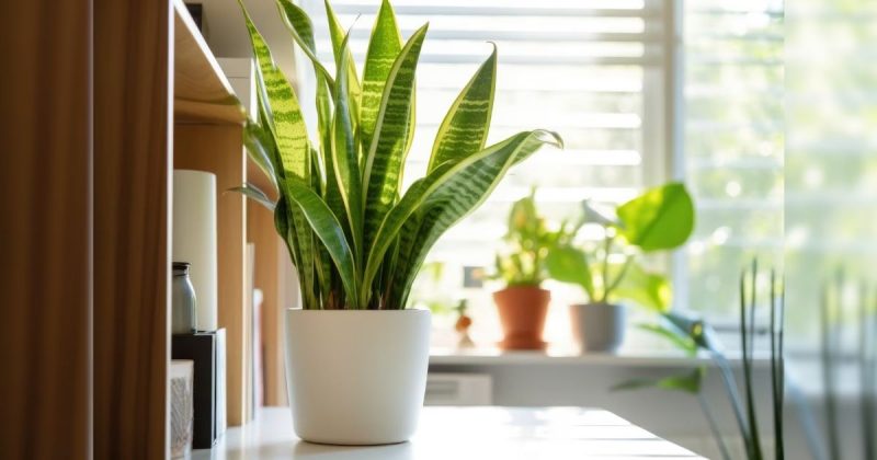 Planta que absorve calor é ótima aliada no verão