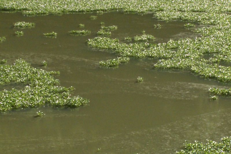 O que é o ‘tapete verde’ que se formou no Rio Irani em Chapecó?