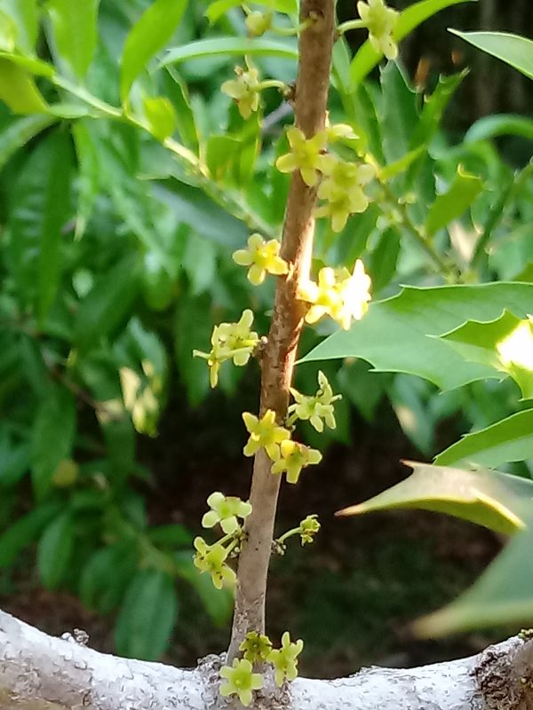 Fase da floração da espinheira-santa