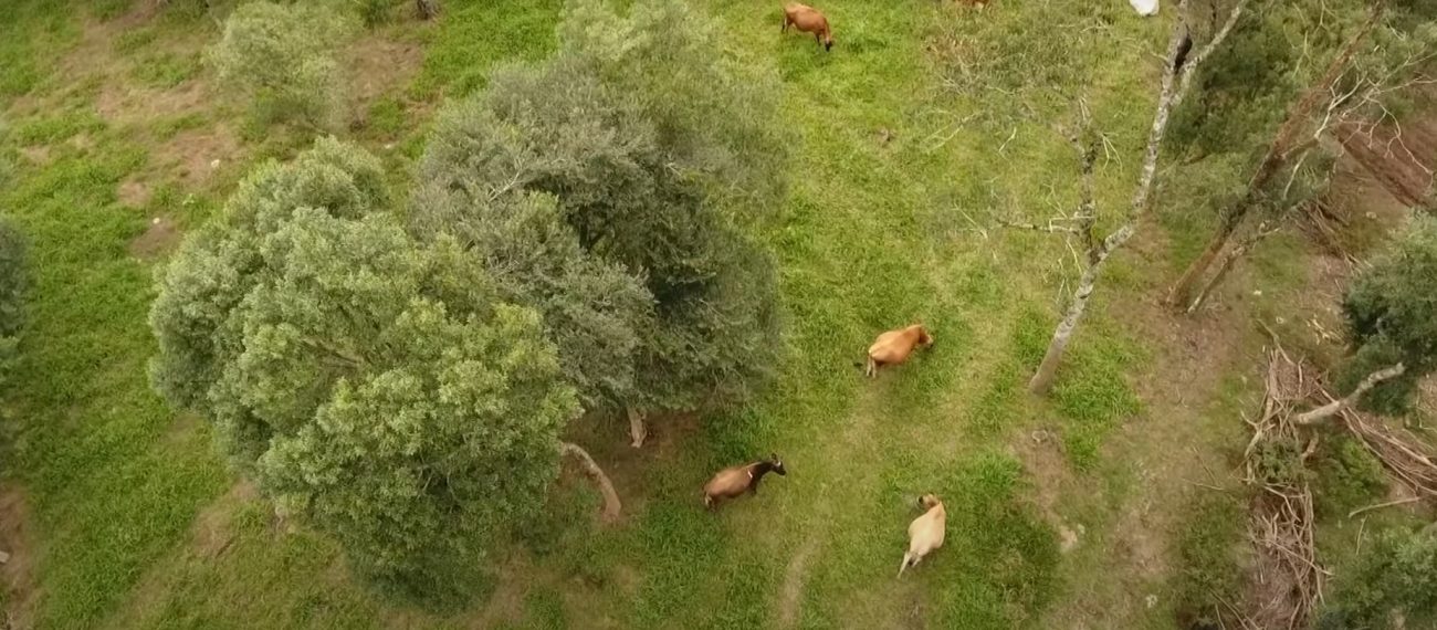 Sẽ phân bổ 450 triệu reais để hỗ trợ việc cấy ghép tới 300.000 phôi có nguồn gốc di truyền cao vào đàn gia súc của các hộ nông dân nhỏ. Ảnh: Epagri/Divulgação/ND