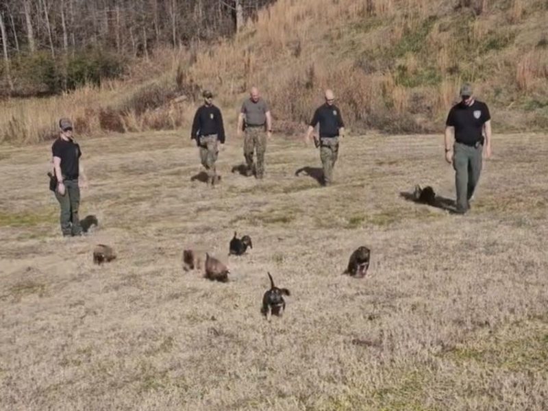 Polícias com a Patrulha Canina da vida real