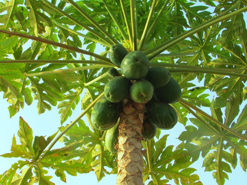 Pé de mamão com várias frutas ainda verdes