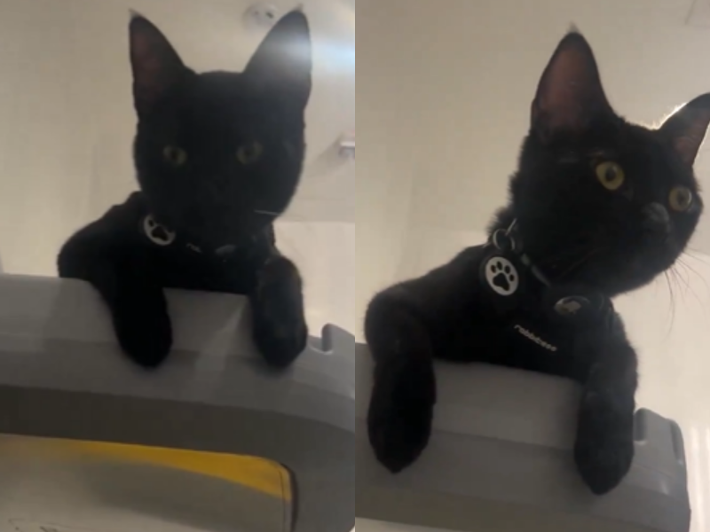 A imagem mostra o gato expulso do avião.