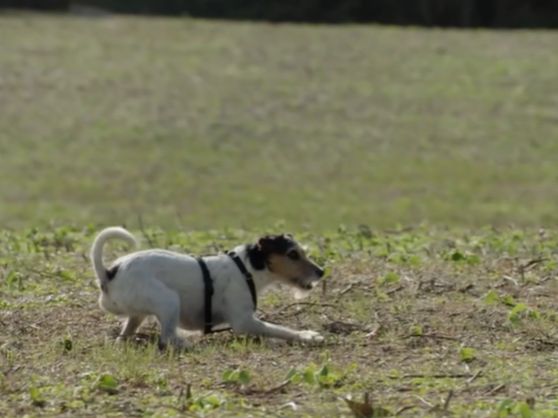 A imagem mostra o cachorro fácil de ser treinado, da raça cão de fazenda dinamarquês-sueco.