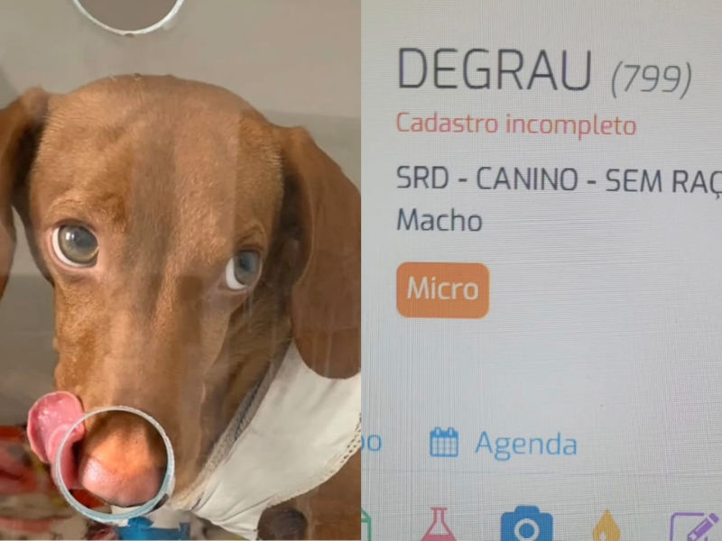 A imagem mostra um cão e um dos nomes engraçados de pets atendidos pela veterinária.