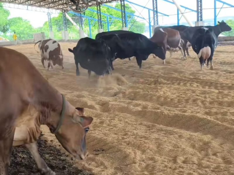 A imagem mostra as vacas felizes se divertindo no estábulo.