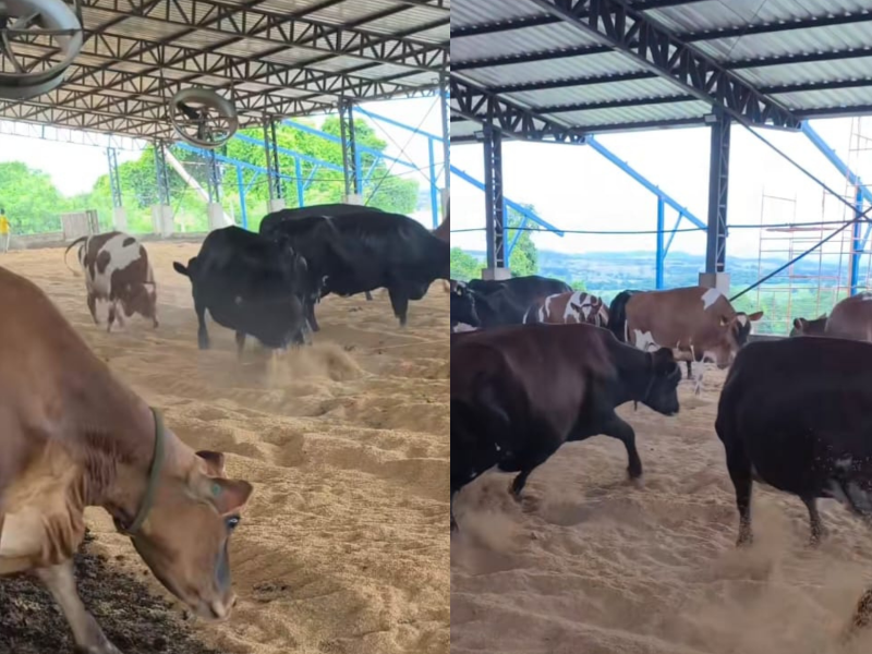 A imagem mostra vacas se divertindo na palha de arroz.