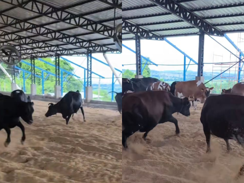 A imagem mostra as vacas pulando na palha de arroz.