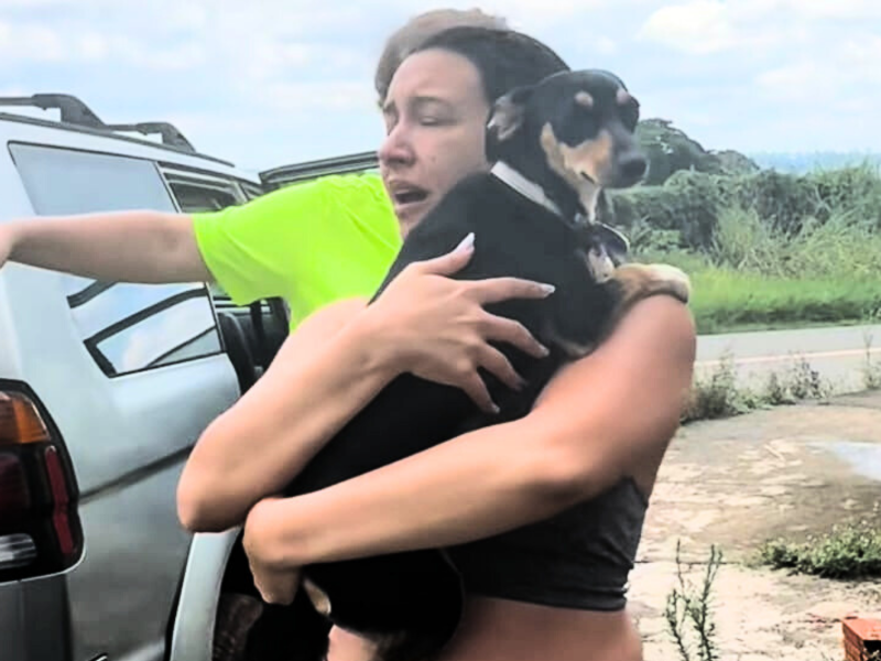 A imagem mostra a cachorra perdida reencontrando sua tutora.