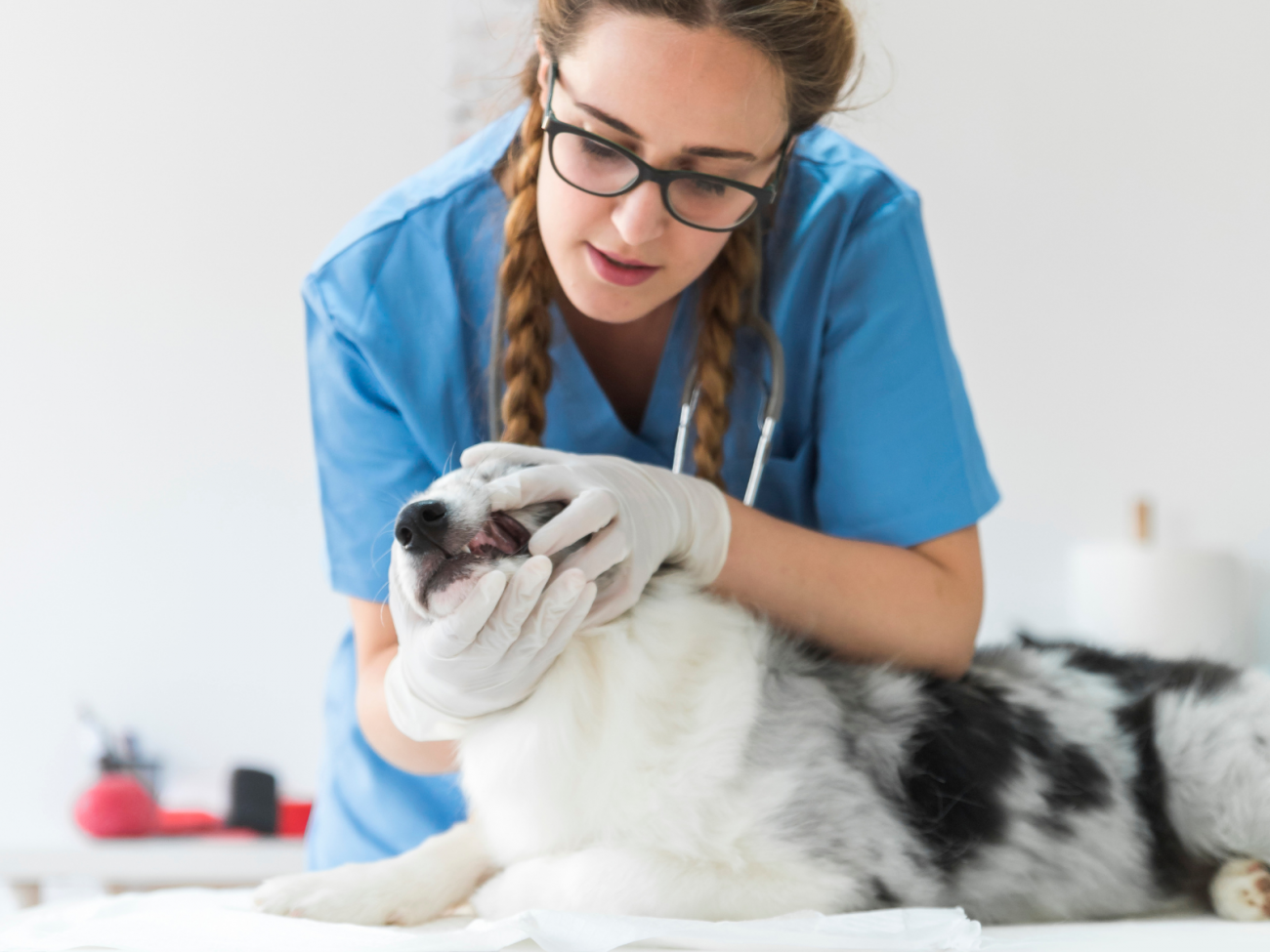 Leve seu pet ao veterinário caso ele faça a ingestão da folha de Monstera. – Foto: Divulgação/Freepik/ND