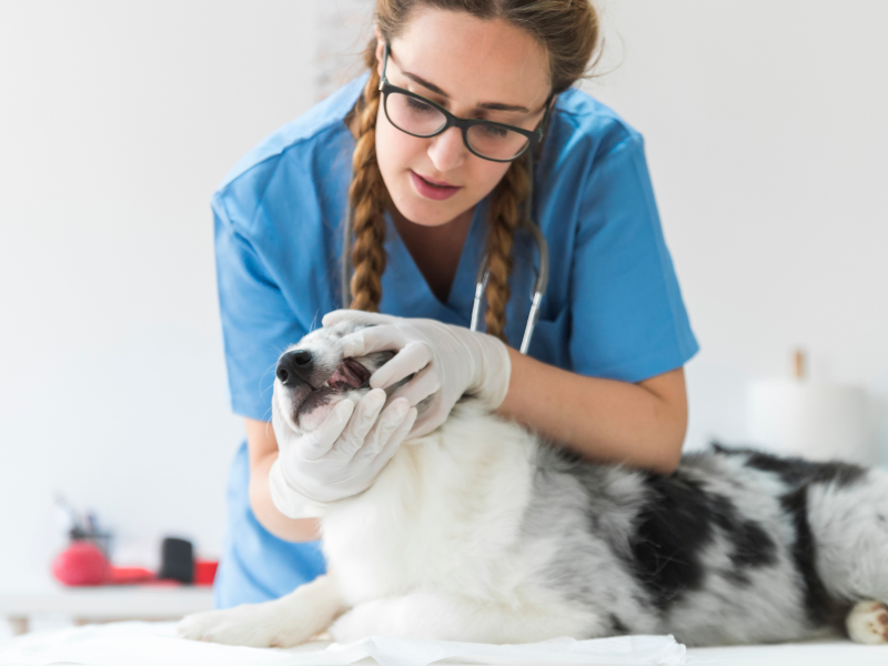 A imagem mostra um cão sendo examinado por uma veterinária