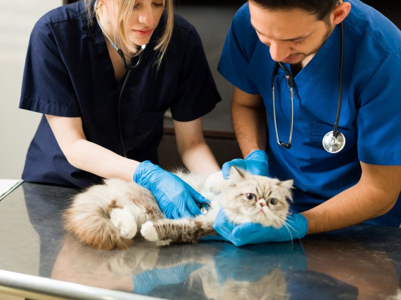 A imagem mostra um animal sendo atendido por veterinários.