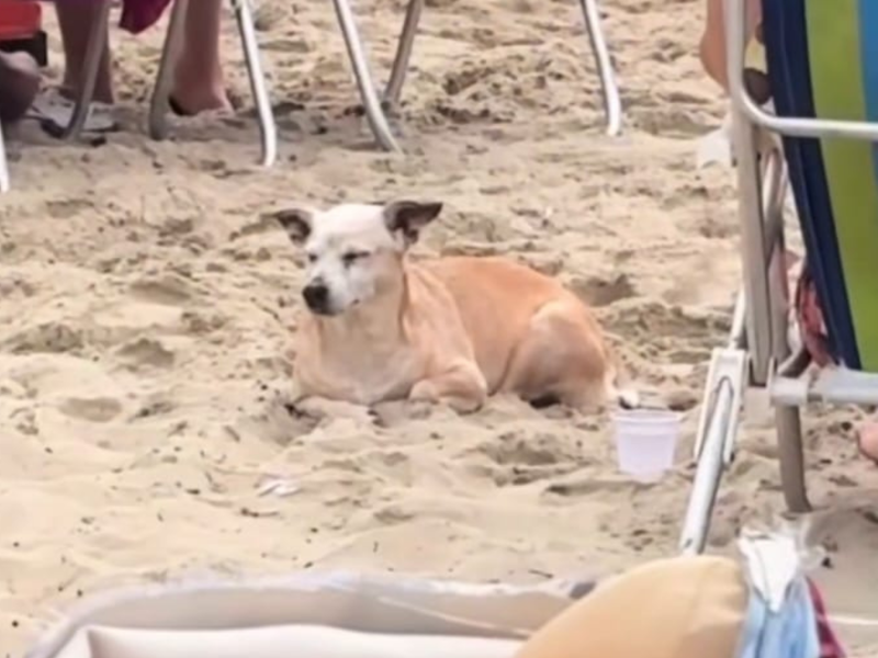 A imagem mostra uma cachorra bêbada na praia.