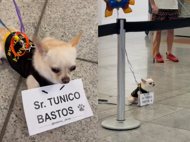 A imagem mostra o cão esperando seu irmão no aeroporto.