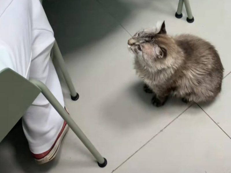 A imagem mostra o gato diabético.