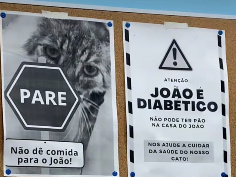 A imagem mostra os cartazes sobre o gato João.