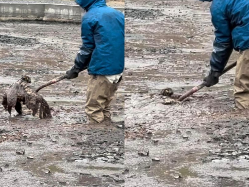 A imagem mostra o funcionário resgatando a corujinha presa em lodo.