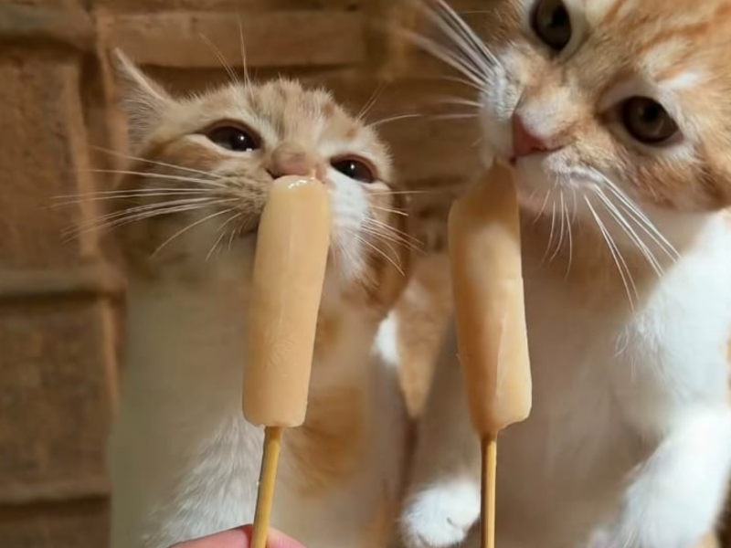 A imagem mostra os felinos provando o petisco refrescante.