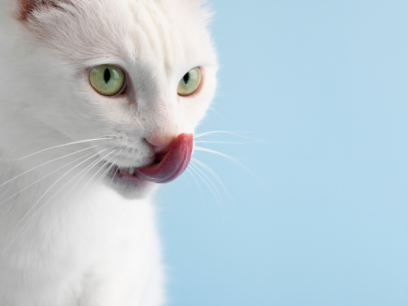 A imagem mostra um gato branco se alimentando.