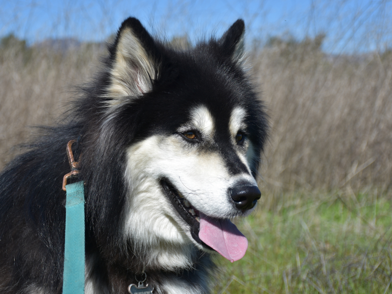 A imagem mostra uma raça de cachorro chamada malamute do alasca.