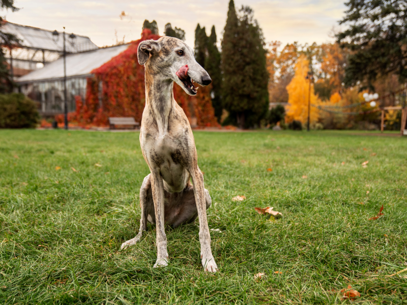 A imagem mostra um cão da raça galgo.