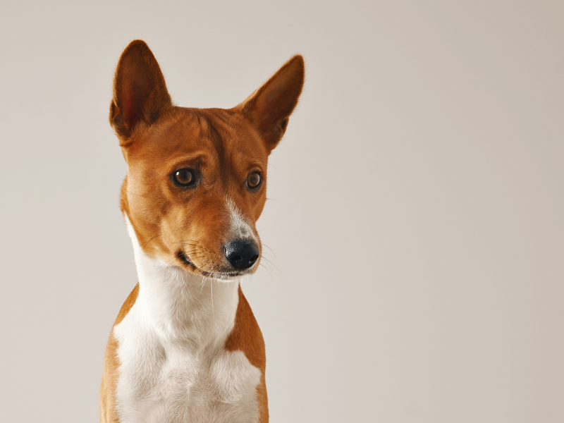 A imagem mostra um cão da raça basenji.