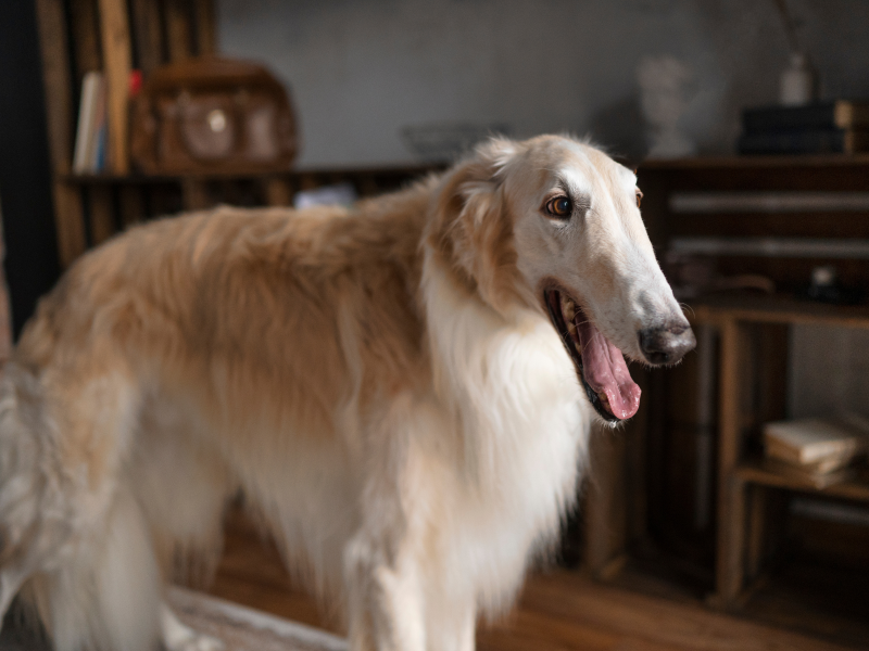 A imagem mostra um cão da raça borzoi.