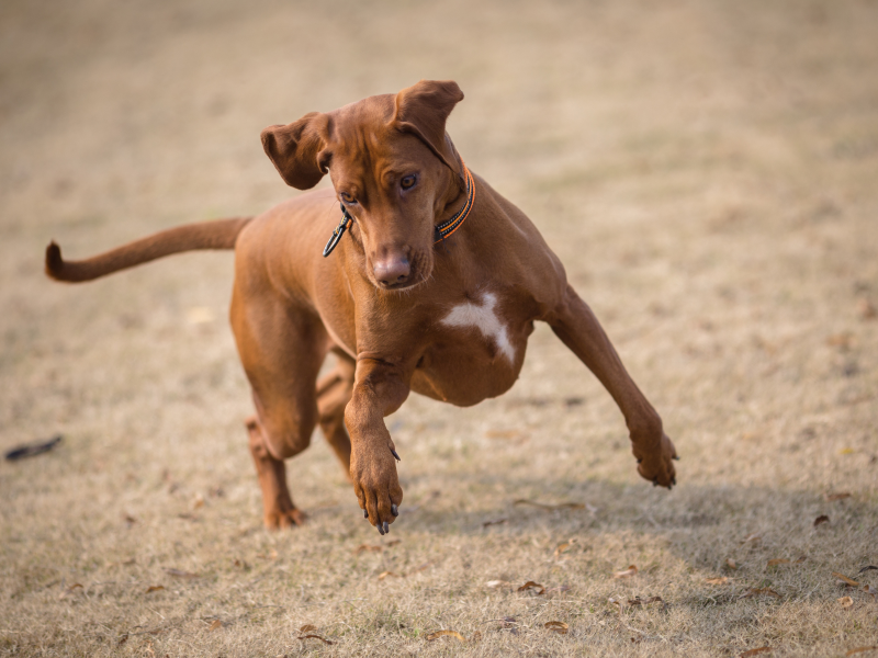 Cães sem coleira: imagem mostra cachorro brincando livremente