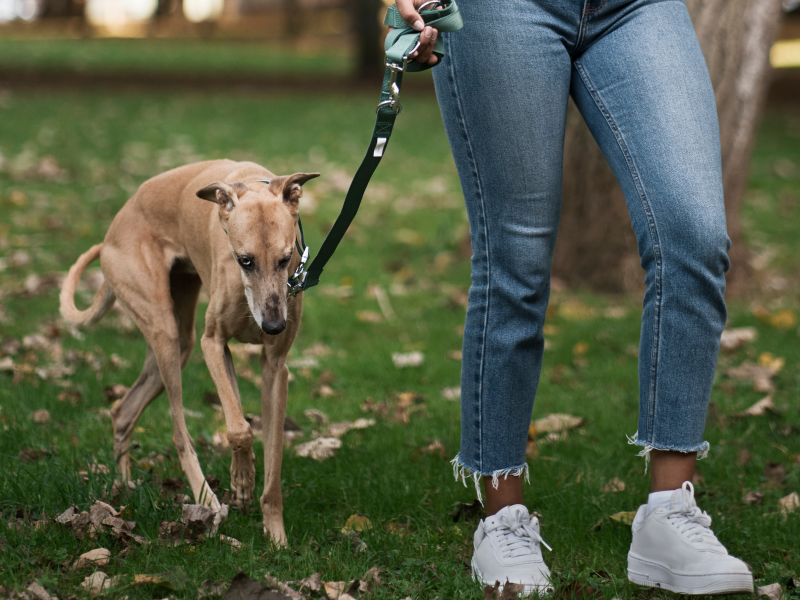 A imagem mostra um cão da raça galgo passeando.