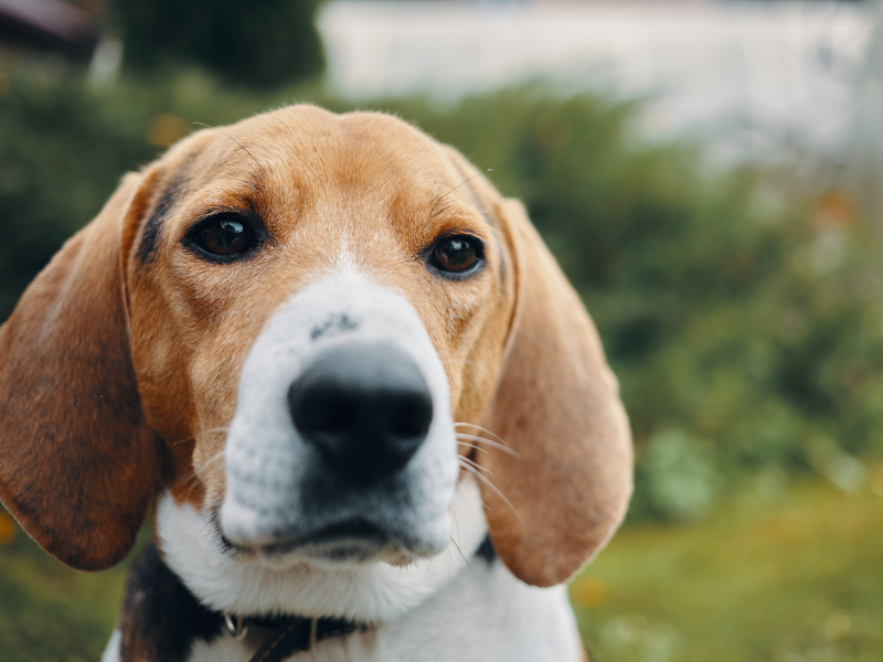 A imagem mostra um cão da raça beagle.