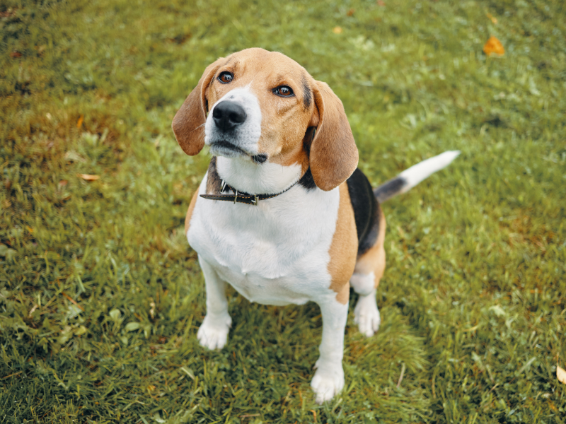 Beagle sentado em um fundo de grama verde