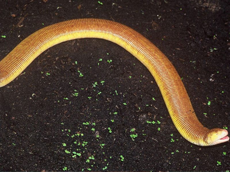 A imagem mostra uma anfisbena, conhecida como cobra-de-duas-cabeças.