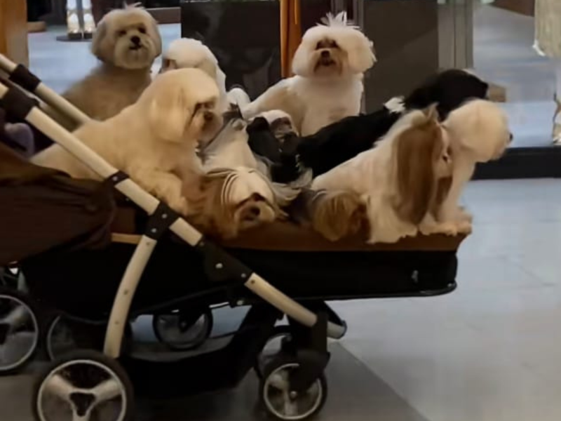 A imagem mostra a gangue de shih tzus.