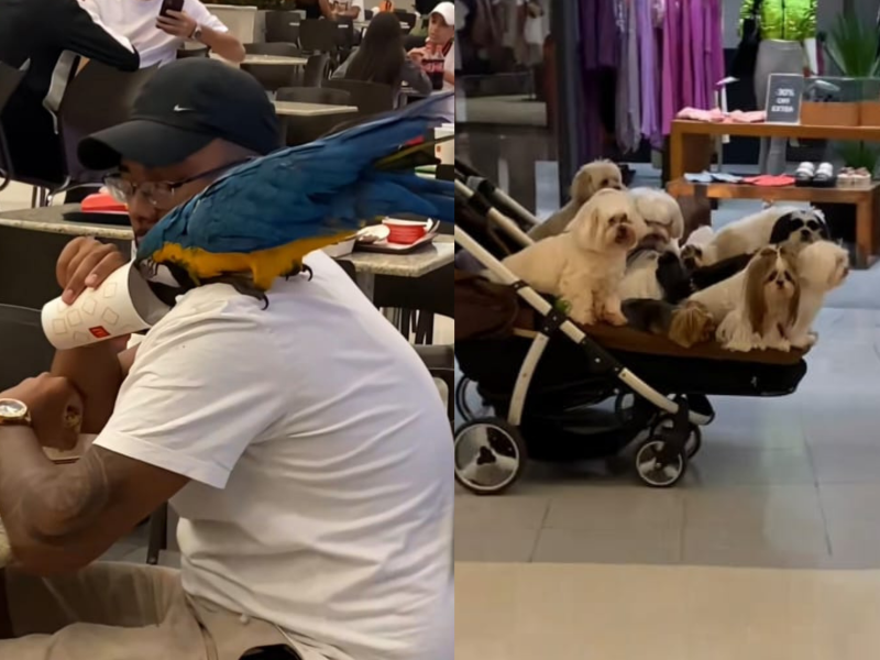 Imagem mostra arara e gangue de cães em passeio em shopping