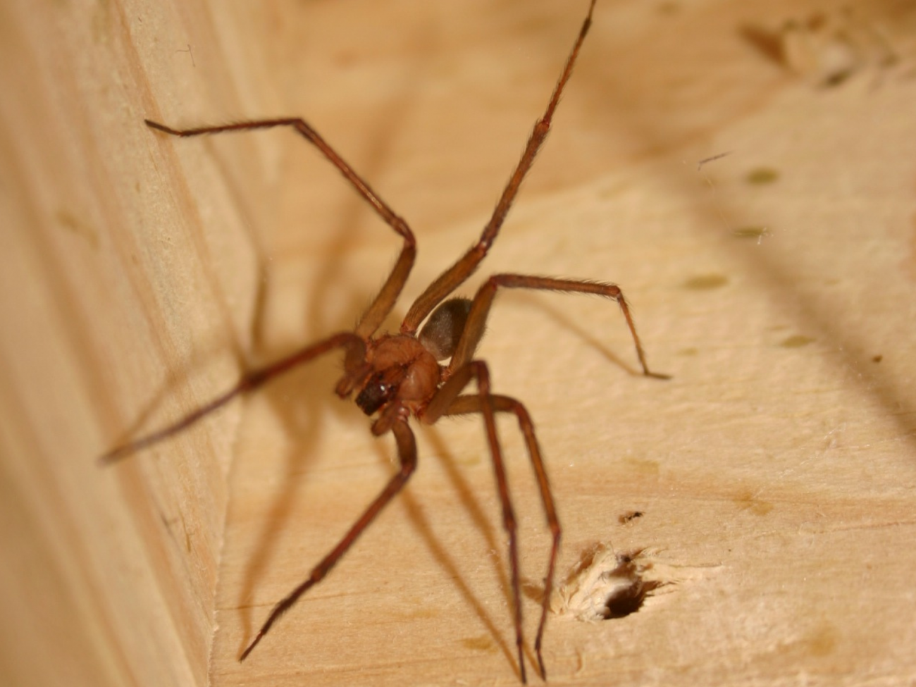Bombeiro de Itapema, João Paulo Floriani morre após infecção generalizada causada por picada de aranha