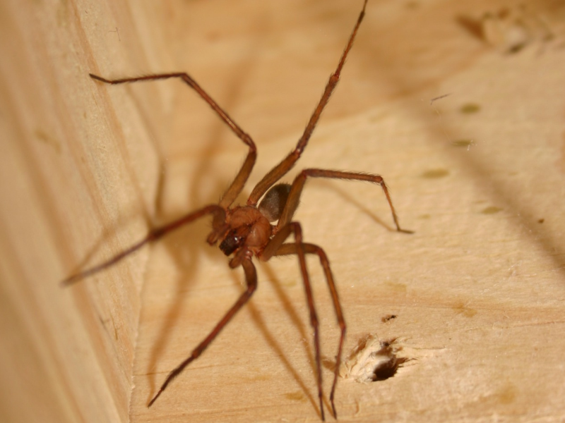 A imagem mostra o animal que origina a picada de aranha-marrom.