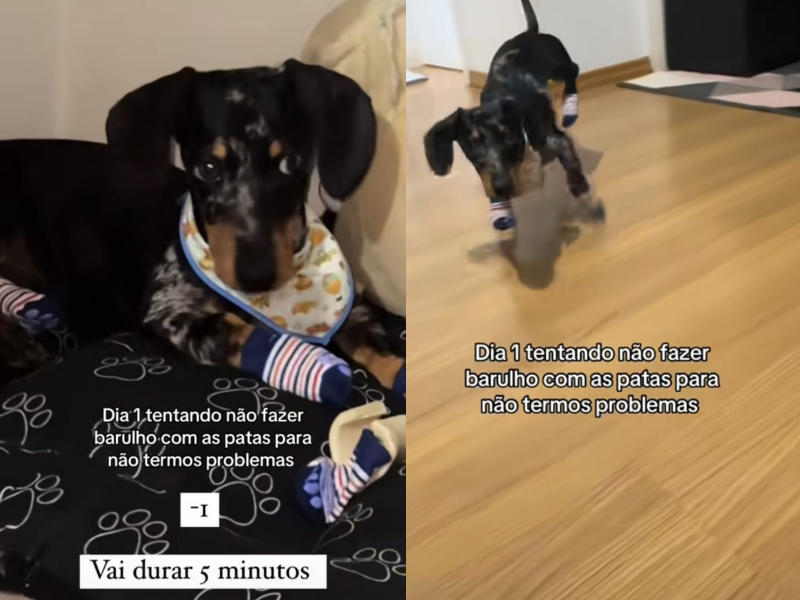 A imagem mostra o cachorrinho barulhento com meias.