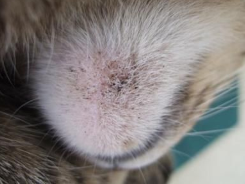  A imagem mostra acne felina, um problema de pele em gatos