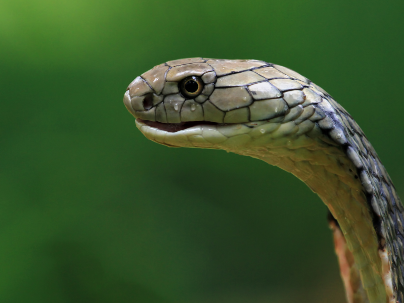 A imagem mostra uma cobra