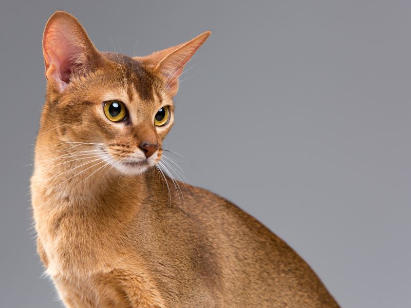 A imagem mostra uma das raças de gatos que vivem mais tempo, o burmês.