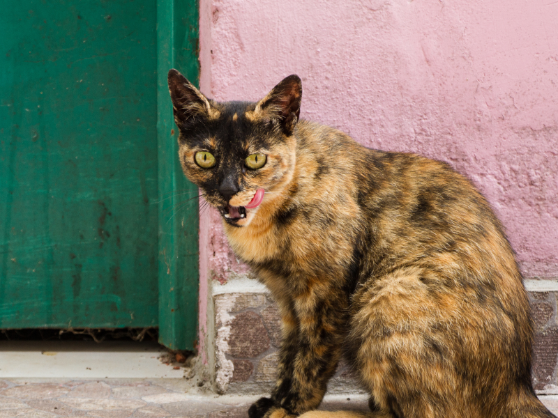 A imagem mostra um gato mestiço.