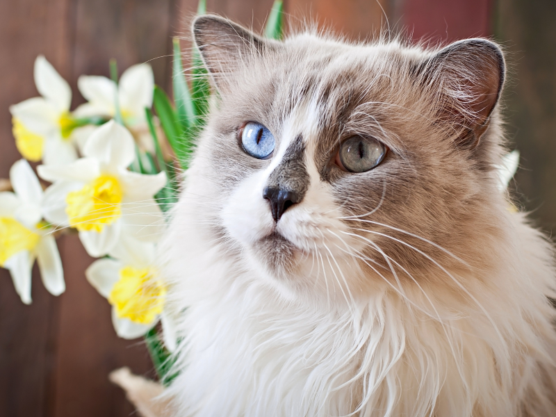 A imagem mostra um gato da raça ragdoll