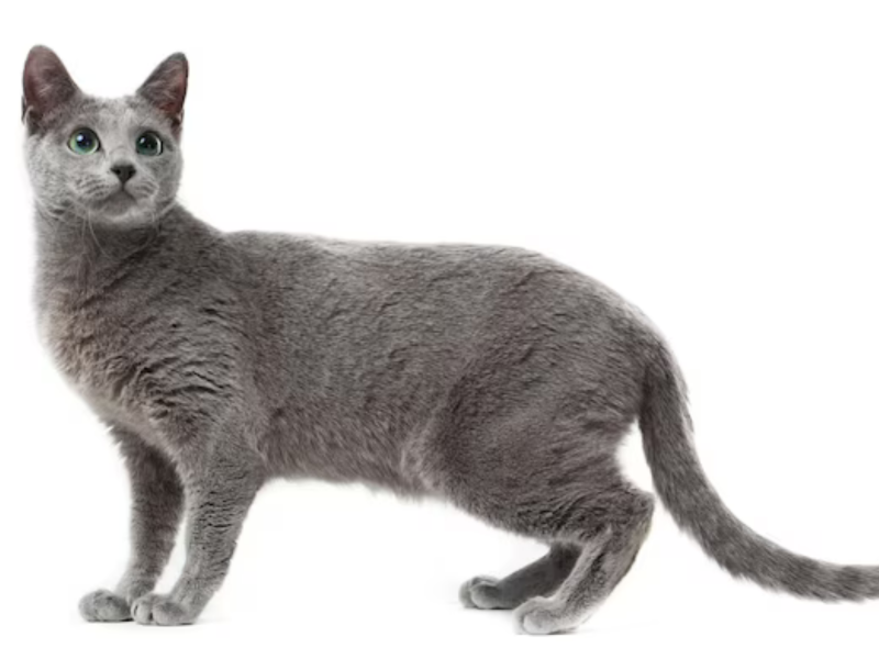 A imagem mostra uma das raças de gatos mais independentes, o russian blue