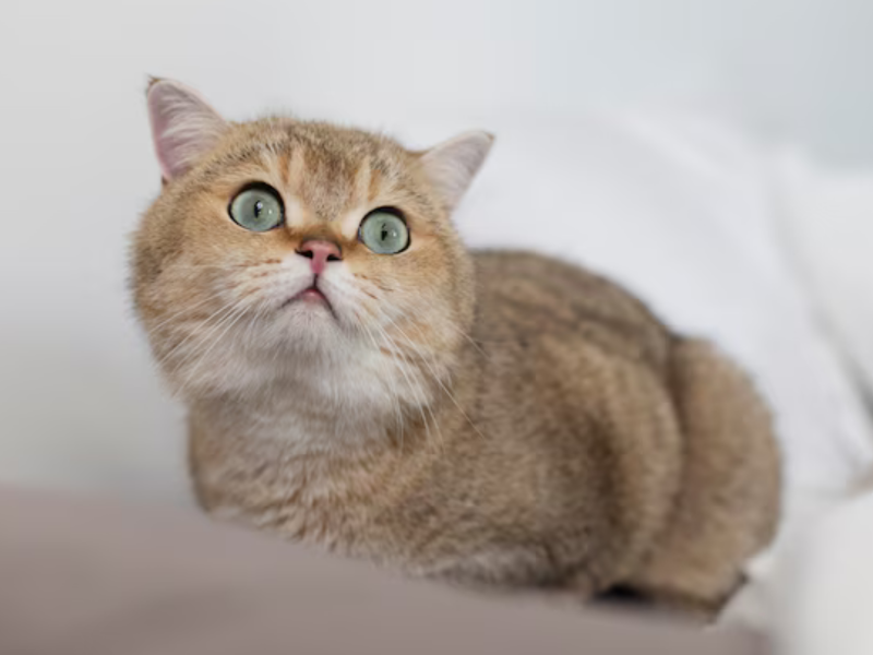 A imagem mostra um gato da raça british shorthair